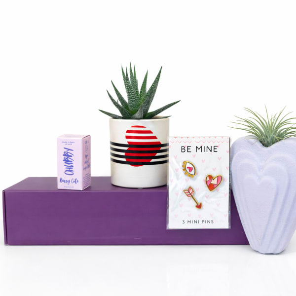 Succulent plants in decorative pots with a small gift box and pin card