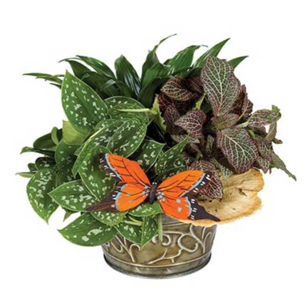 European Dish Garden - Small