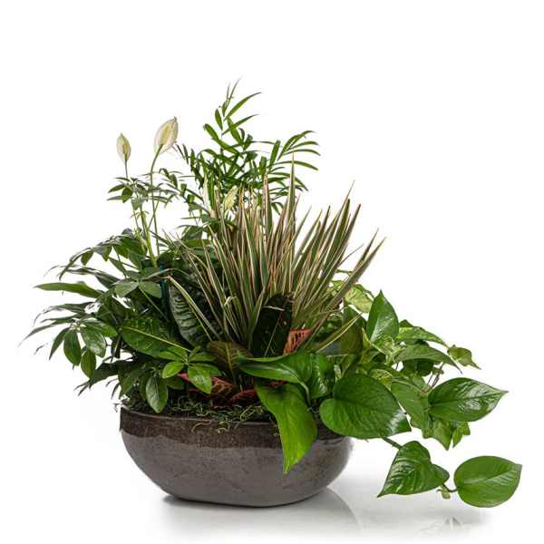 Mixed green houseplant arrangement in a round bowl planter