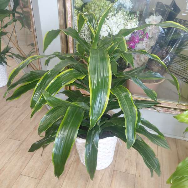 Variegated Janet Craig