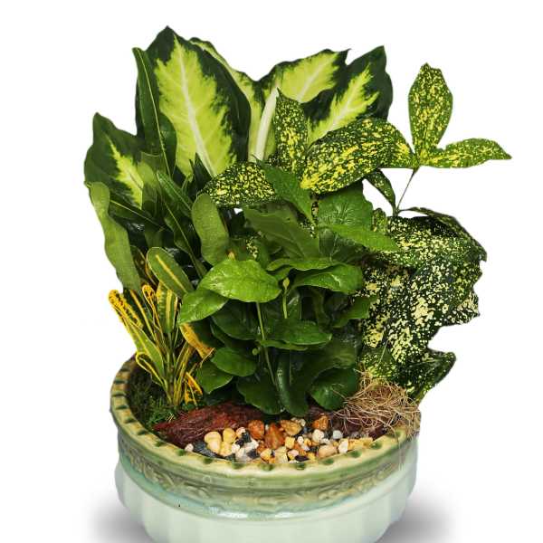 Dish Garden Ceramic Planter Med (BR)