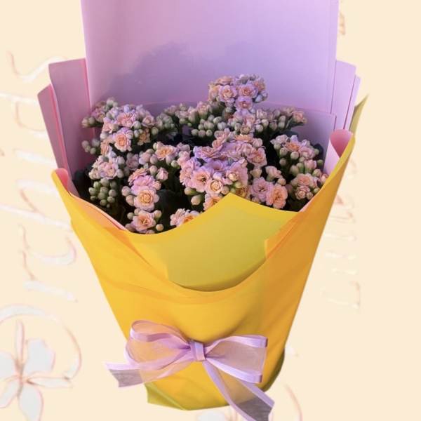 Pink Kalanchoe Plant