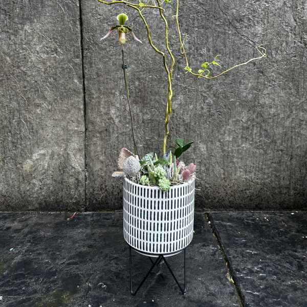 Potted succulent arrangement with a tall orchid stem in a patterned planter
