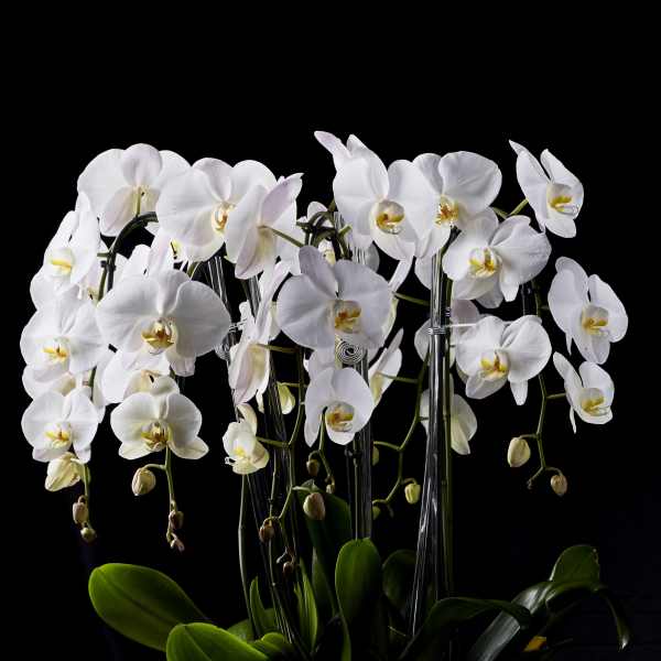 White orchids in a white ceramic planter with succulents