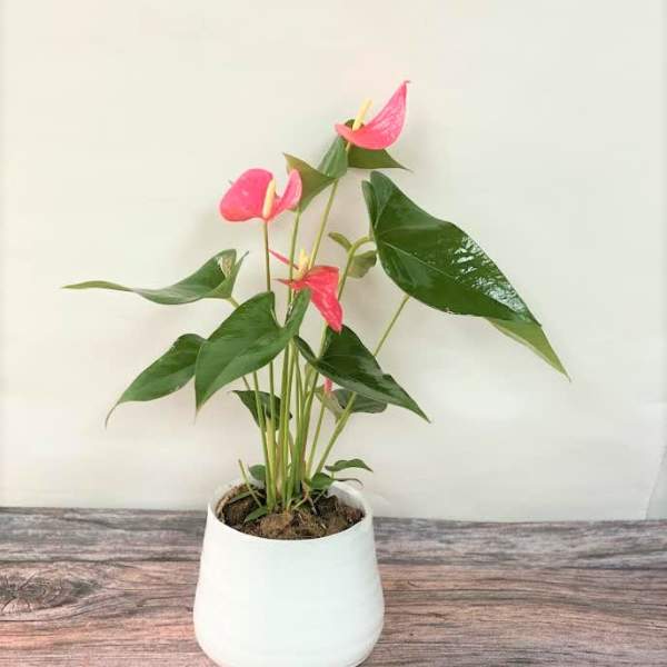 Anthurium