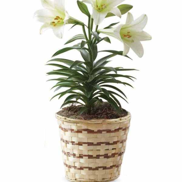Potted white lily plant with three open blooms in a woven basket container