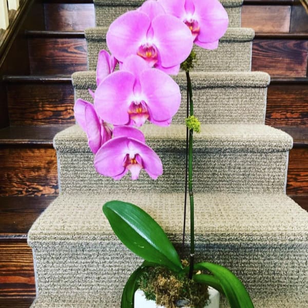 Pink orchid plant in a white pot on carpeted stairs