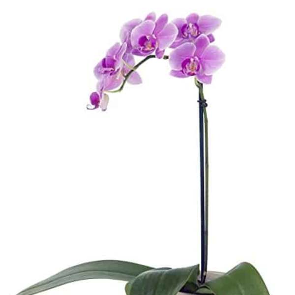 Potted orchid with purple blooms in a beige container