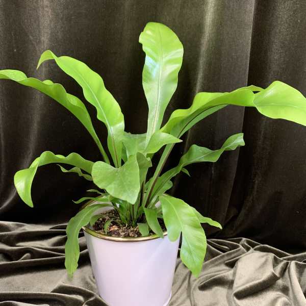 Potted green houseplant with long wavy leaves in a white container