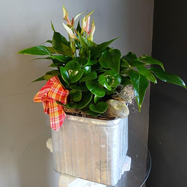 Vibrant green plant in mix (in decorative tin + stand)