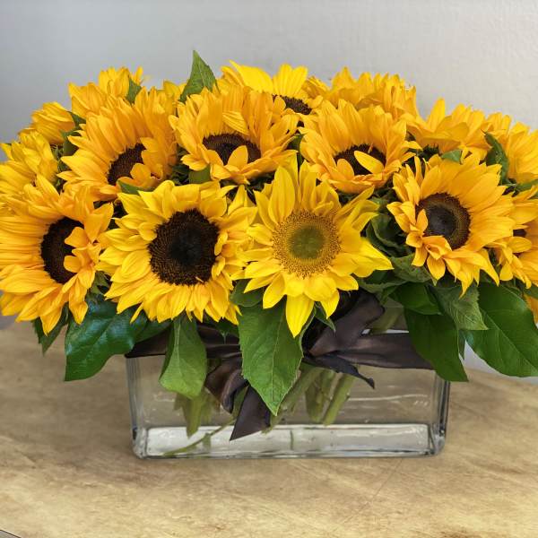 Sunflower arrangement in a rectangular glass vase with dark ribbon