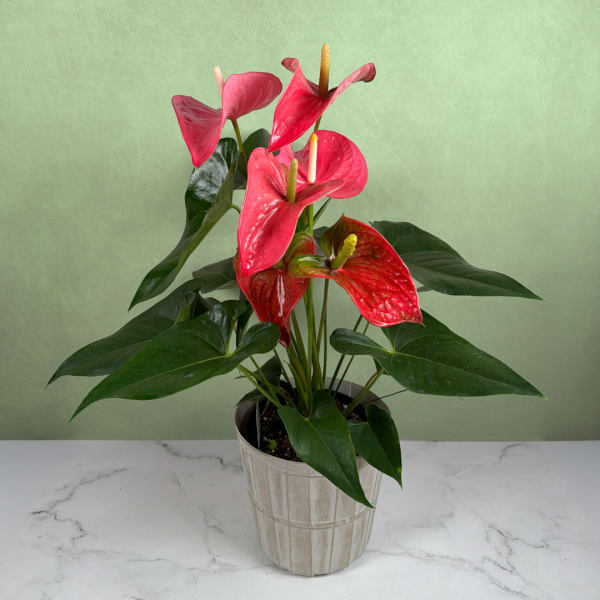 Tropical Tranquility Anthurium Plant