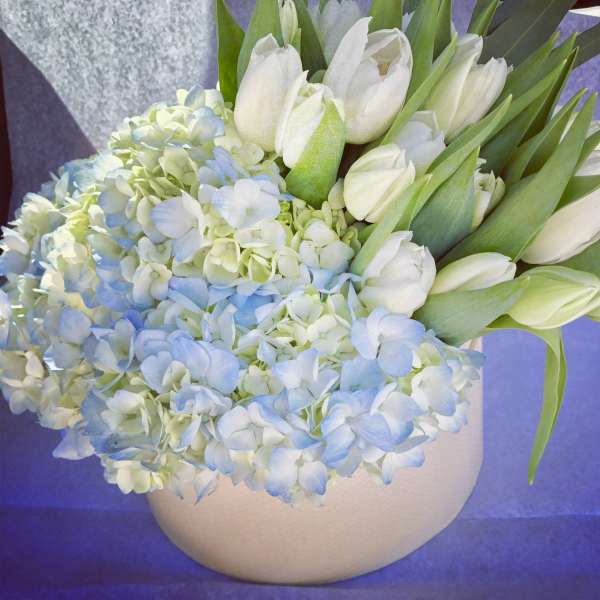 White tulips and pale blue hydrangeas in a round vase