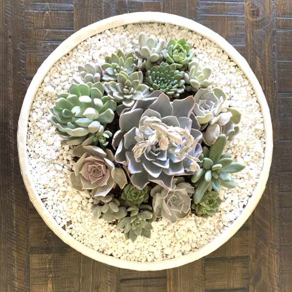 Round succulent arrangement in a shallow white bowl with white pebbles