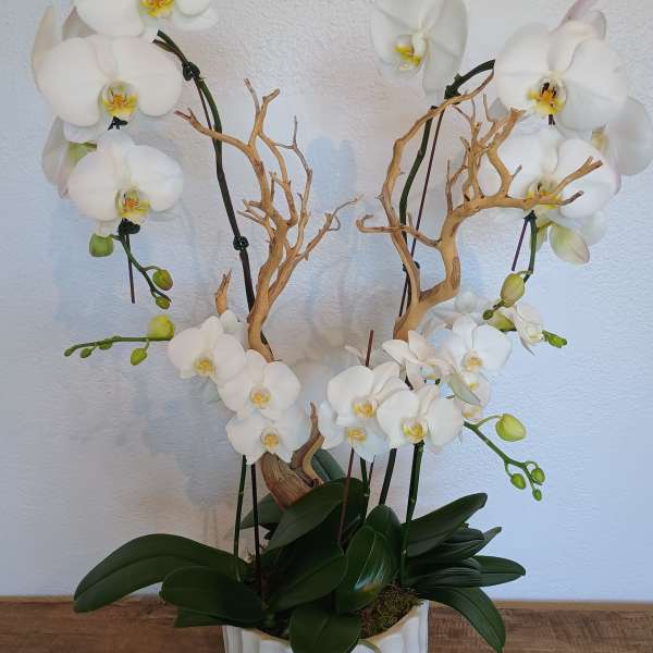 White orchids arranged in a white ceramic pot with decorative branches