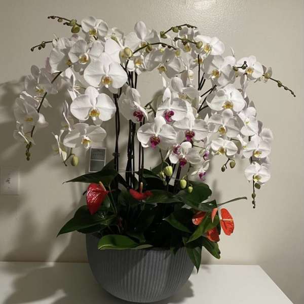 White orchids arranged in a gray planter with a few red anthuriums