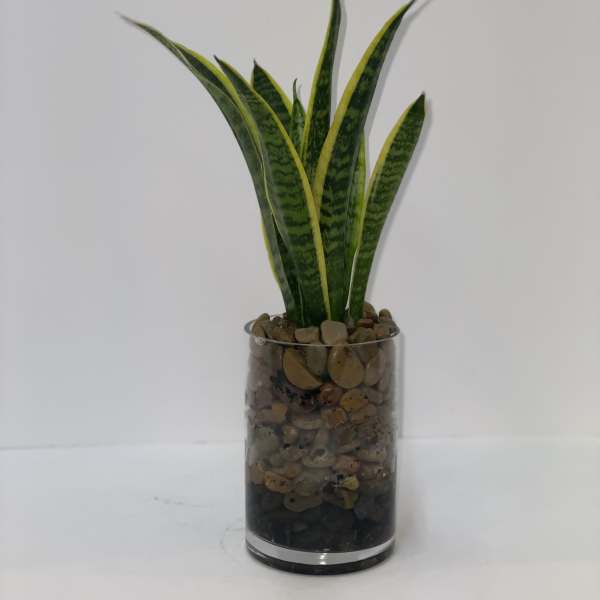 Snake Plant in a Vase