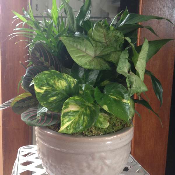 Mixed green houseplants in a ceramic pot