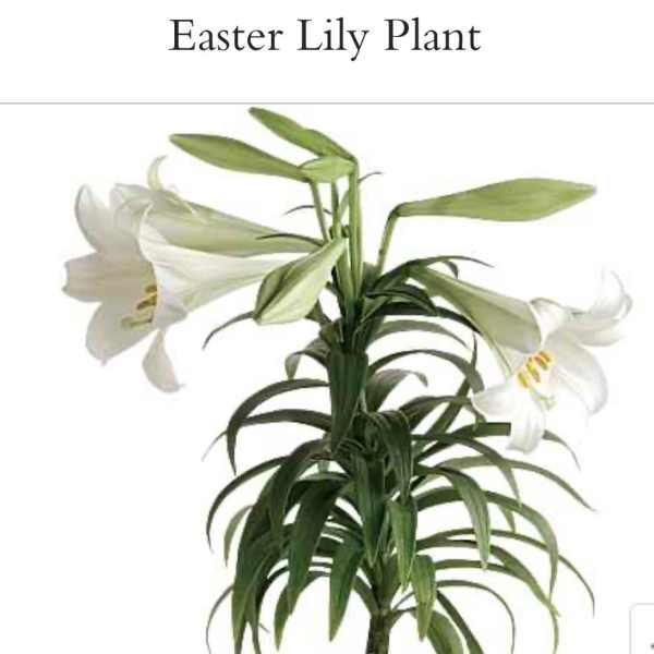 Easter Lily Plant