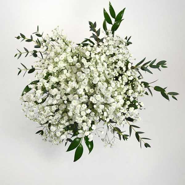 Cluster of small white blooms with long sprigs of dark green foliage
