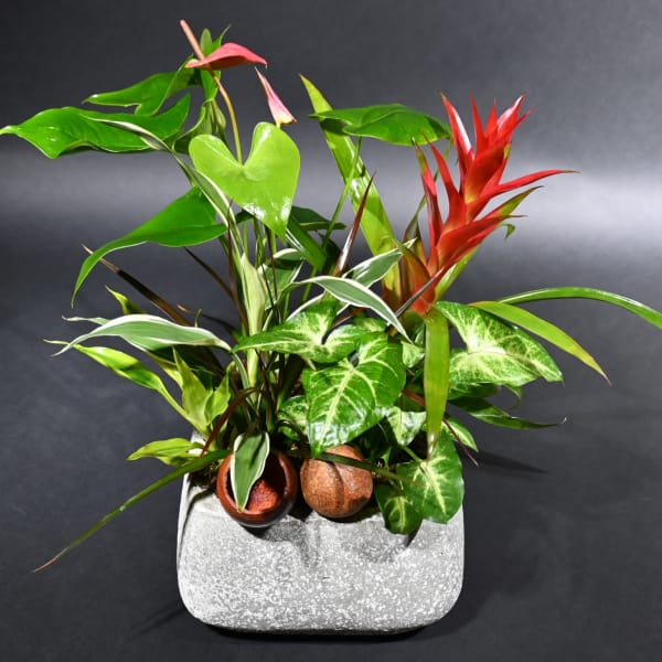 Tropical potted plant arrangement with red bromeliad and assorted green foliage in a gray planter