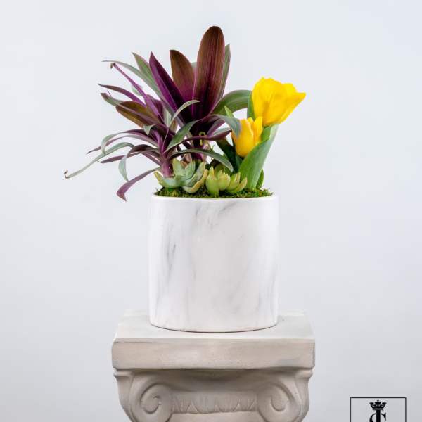 Yellow tulips and purple foliage in a white pot