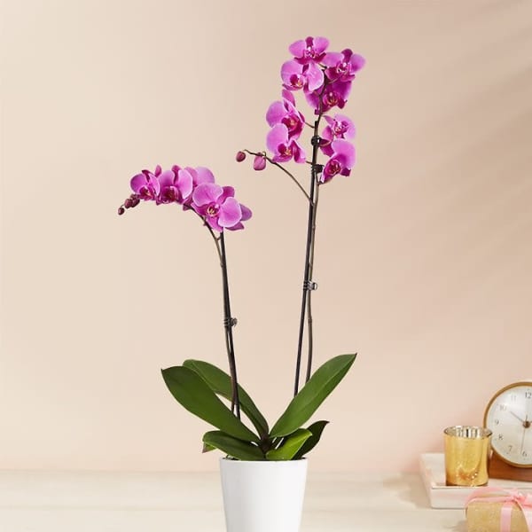 Pink orchid plant in a white pot on a table