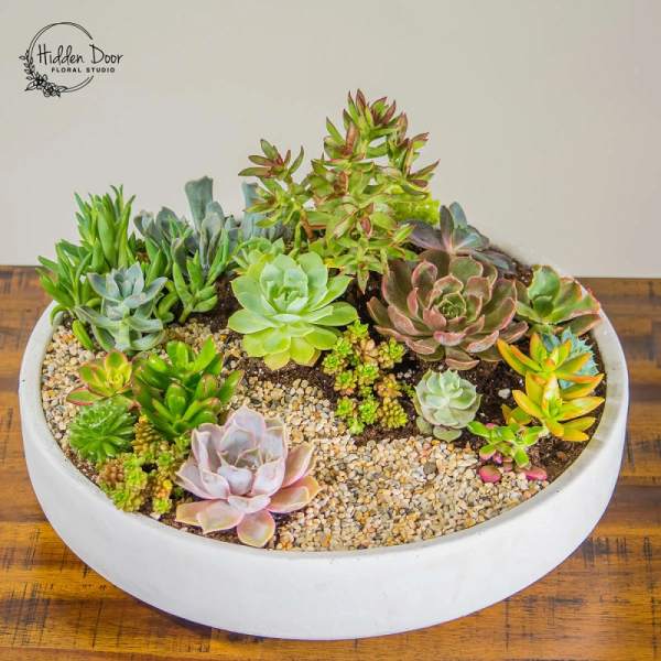Succulent arrangement in a white oval planter with mixed rosette plants
