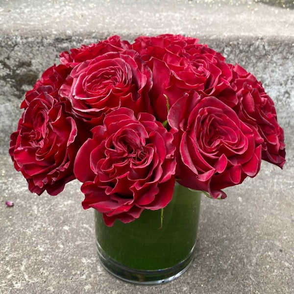 One dozen classic red roses