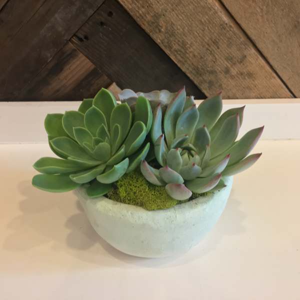 Two succulent rosettes in a white bowl planter
