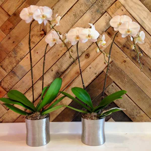Two white orchid plants in silver pots on a table