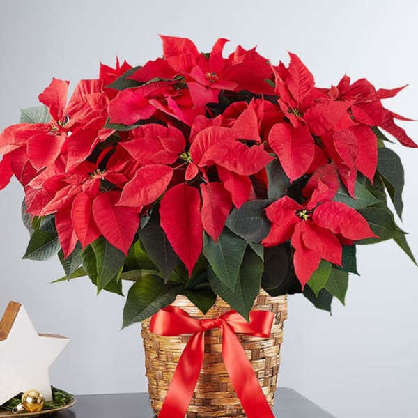 Red poinsettia arrangement in a woven basket with a red ribbon