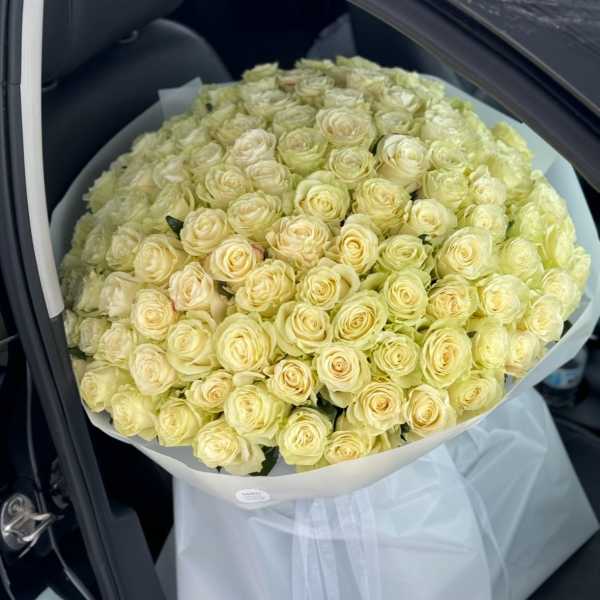 huge bouquet of 125 white roses for a marriage proposal