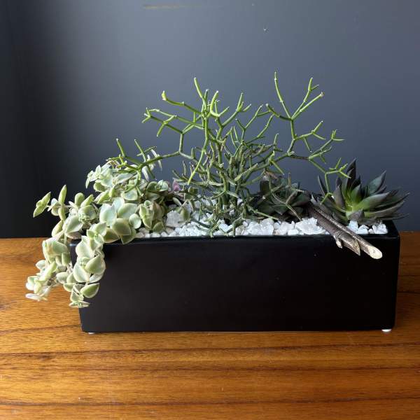 Succulent arrangement in a black rectangular planter with white stones