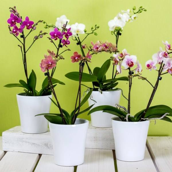 Four potted orchids with pink, white, and purple blooms in white pots