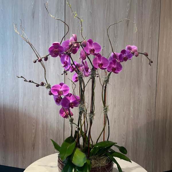 Purple orchid arrangement in a dark round container on a table