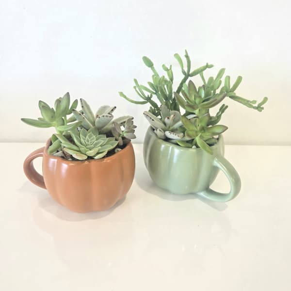 Two succulent plants in mug-shaped ceramic pots, one peach and one mint green
