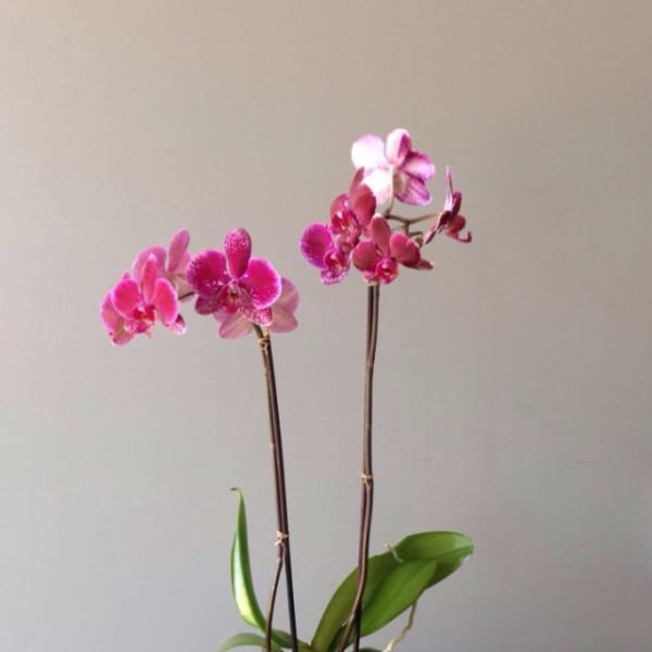Pink orchids in a white square pot on a table