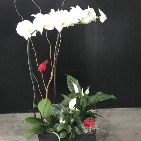White orchids in a black planter with green foliage and red accents