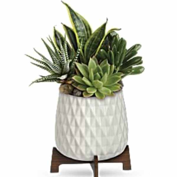 Succulent arrangement in a white textured pot on a wooden stand
