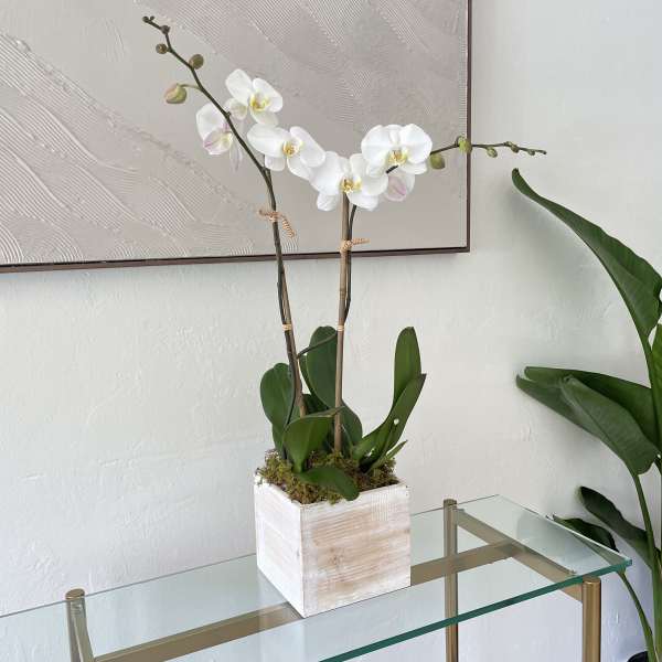 White orchid plant in a square white pot on a glass table