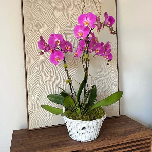 Pink orchid plant in a white wicker basket on a table