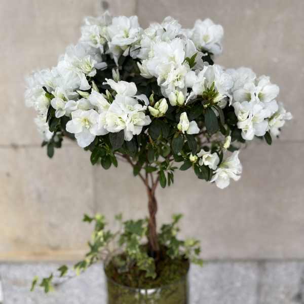 "The Master's Azalea"