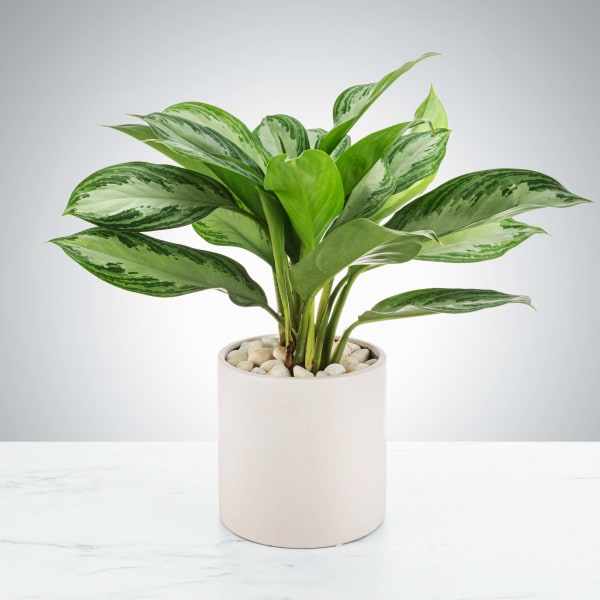 Chinese Evergreen Plant