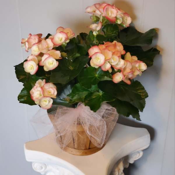 Potted pink-and-cream flowering plant in a wrapped container