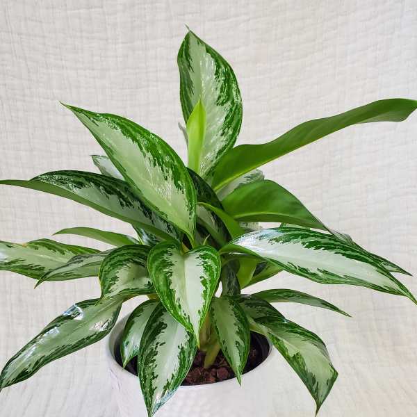 6" chinese evergreen