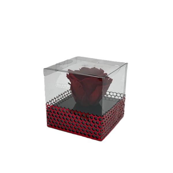 Single red rose displayed inside a clear plastic cube box with a red studded base.