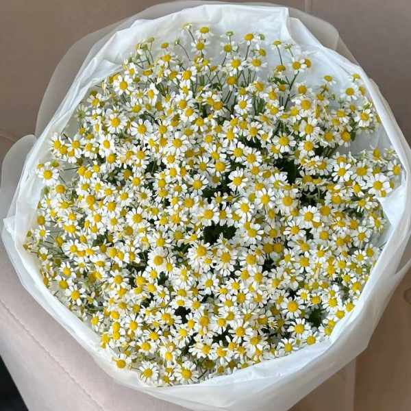 Bouquet of small white daisies with yellow centers wrapped in white paper