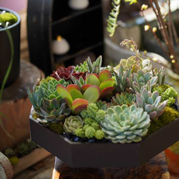 Succulent arrangement in a black geometric container