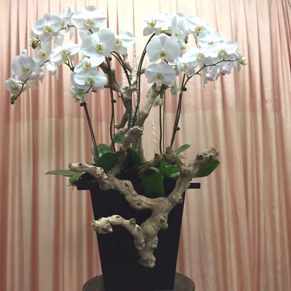 White orchids arranged in a tall black planter with driftwood accents